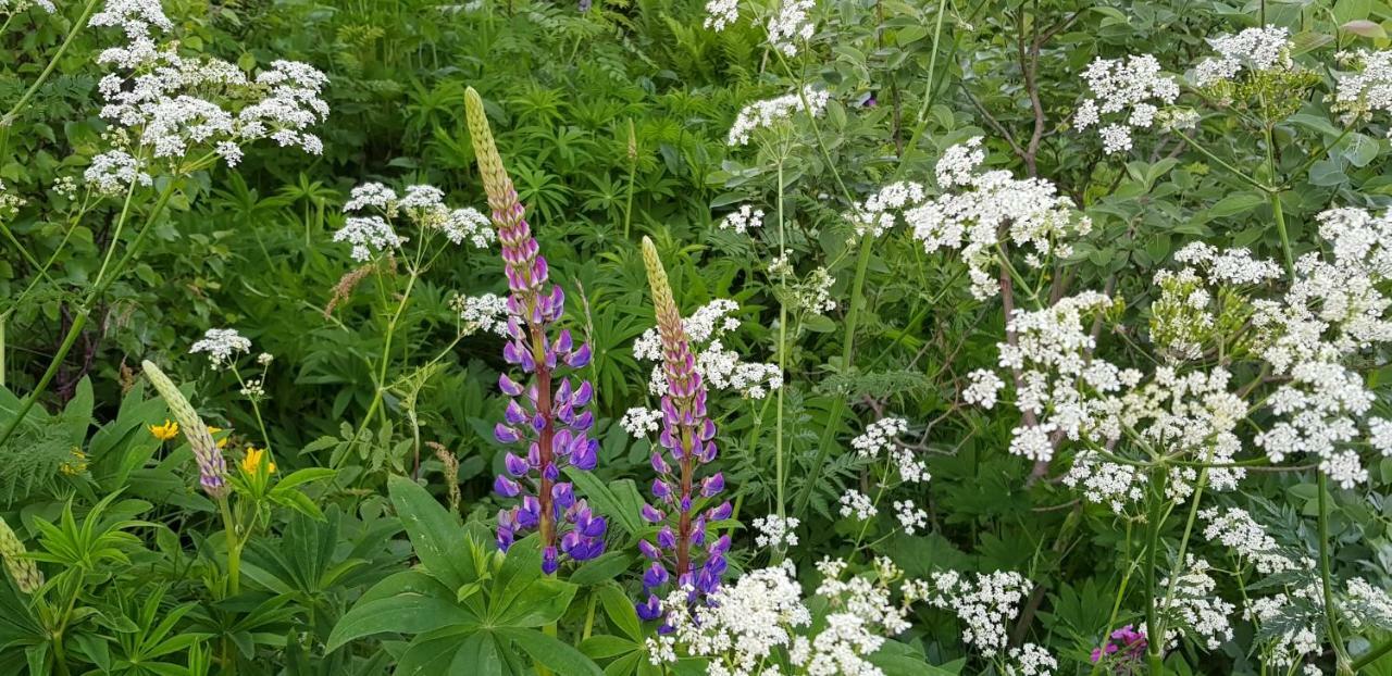 Pilan Lodge Lofoten Vestpollen المظهر الخارجي الصورة